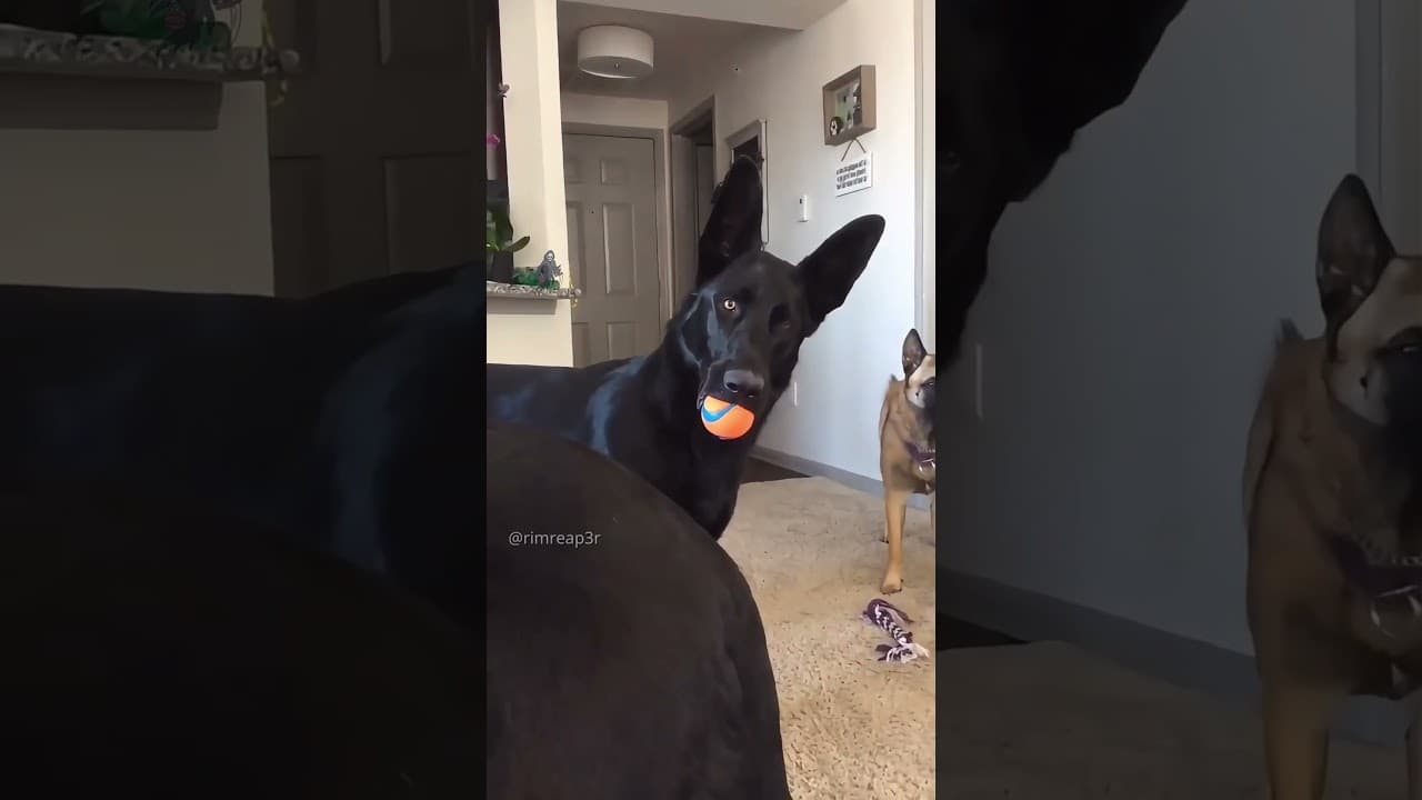 This sequence was a spiritual experience 🥹 #basketball