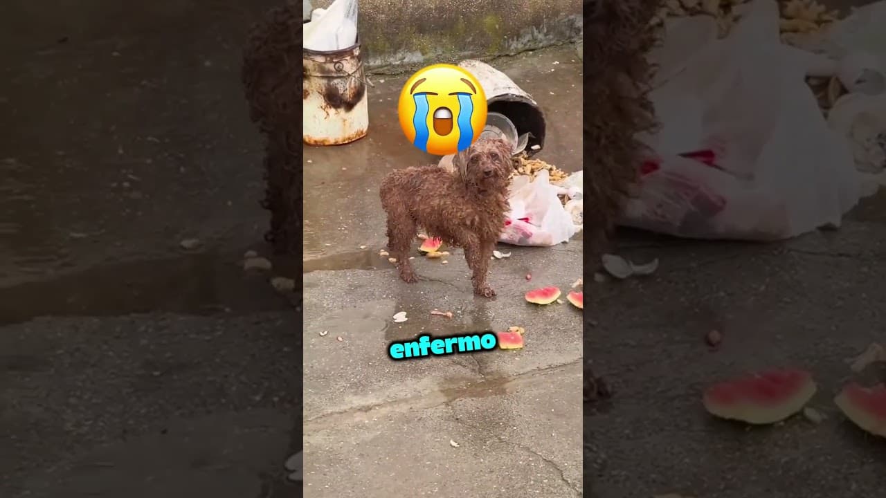 Este Gato Superó a Su Dueña en el Tres en Raya! 🐱🤯