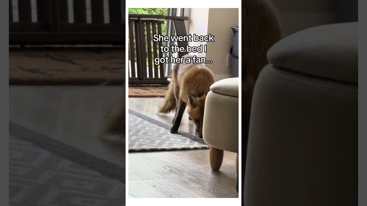 My home became her sanctuary #wholesome #animals