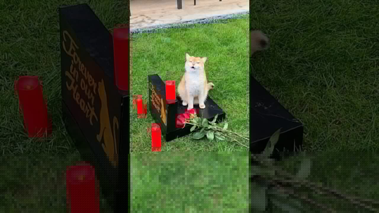 Cat Nika lost her love💔