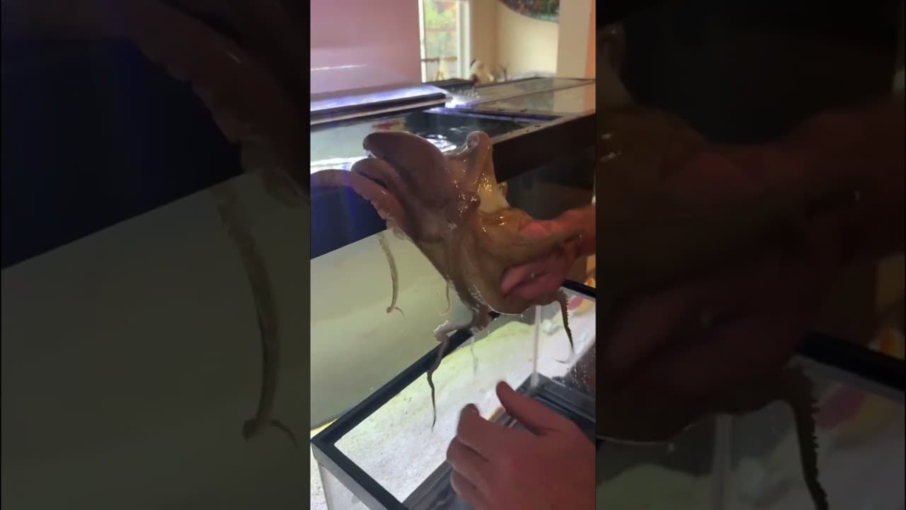 Tommy, the octopus loves to go on cruises around the house ￼