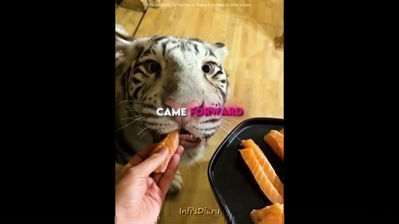 She Made Friends with a Leopard and a Tiger 🐆🦓 #shorts