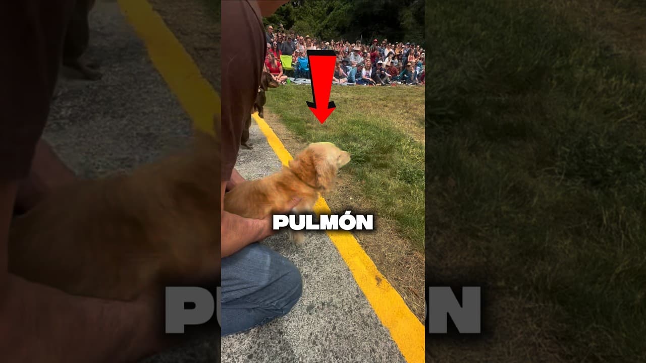 Este perro estaba desesperado... 💀 (@paigephils / TT)