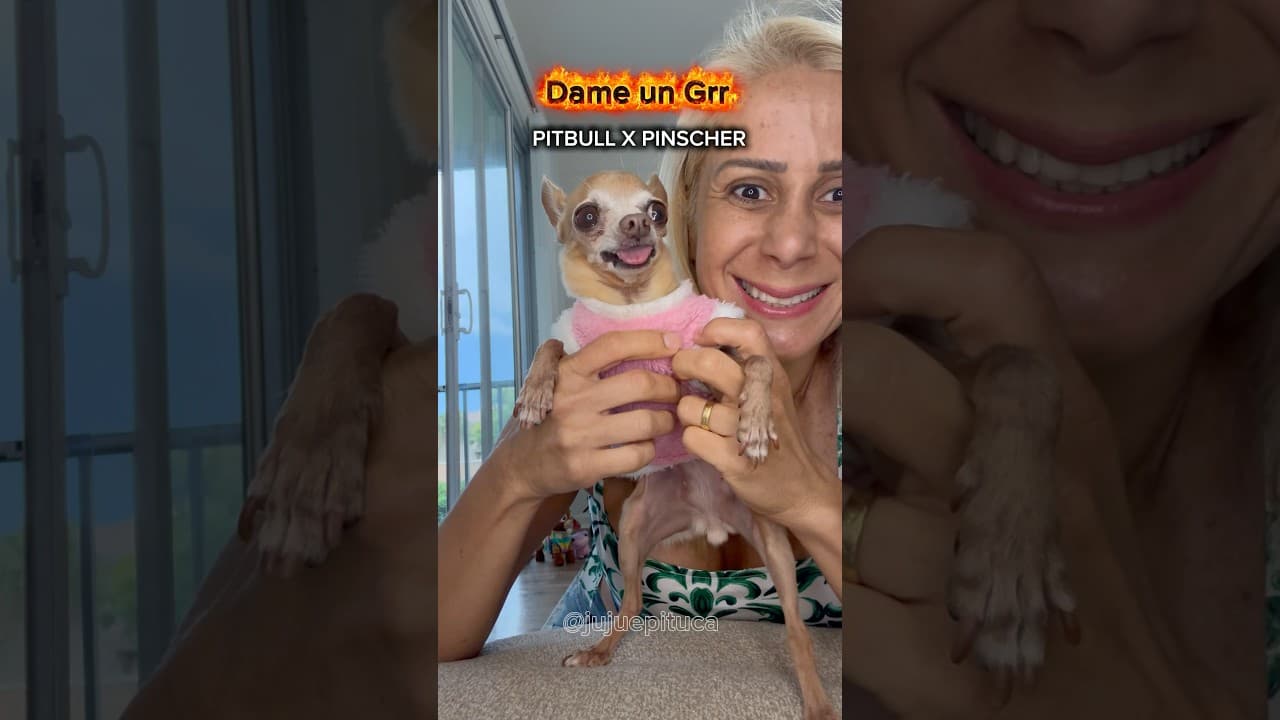 PINSCHER X PITBULL #pets #cachorro #pinscher #pitbull #chihuahua