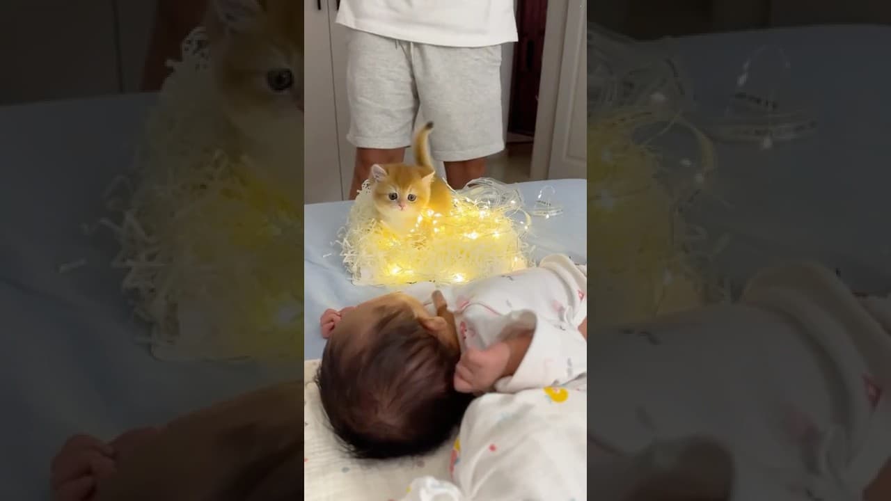 A man gave his daughter a kitten