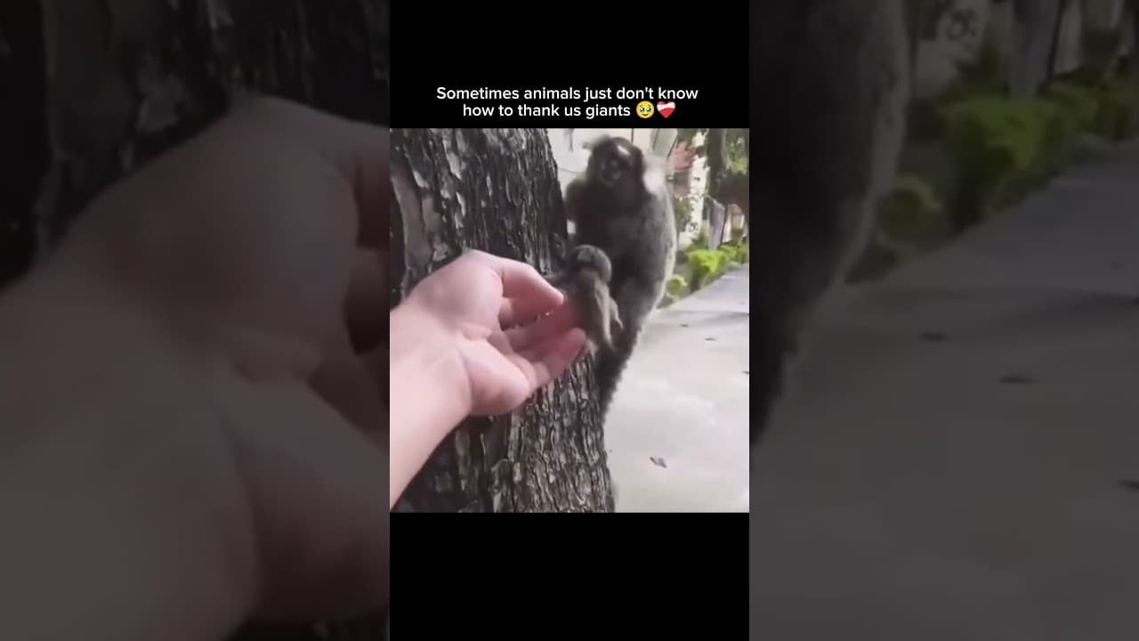 Sometimes animals just don't know how to thank us giants 🥹❤️