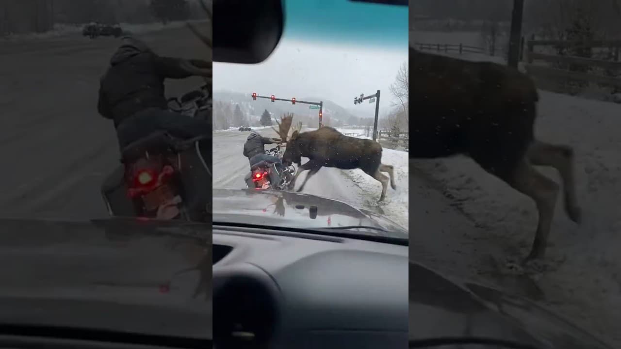 The Biker's LAST Mistake 💀 NEVER Ignore a Bull Moose! ⚠️