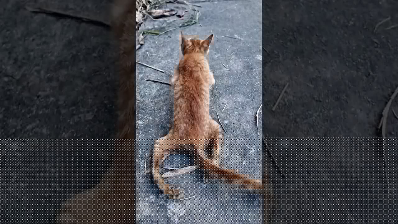 Paralyzed Cat Abandoned by Owner Finds Hope with a Kind Boy’s Love #cat #lovecat #pets