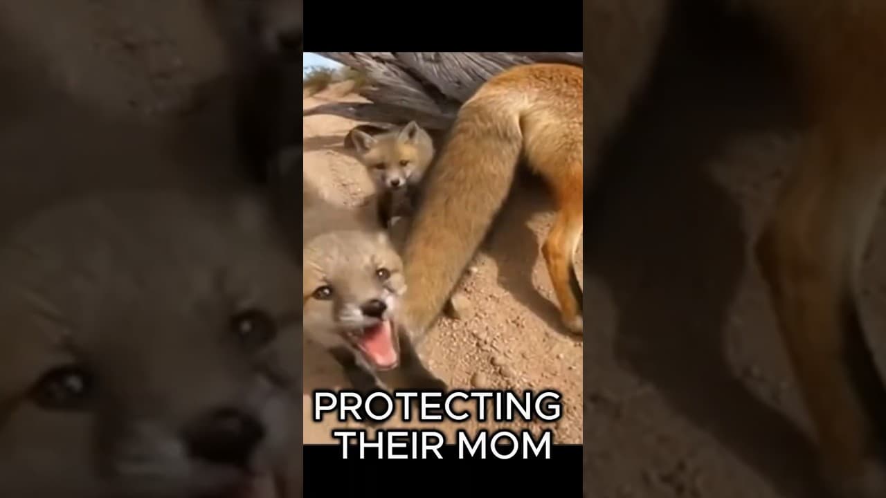 I Found a Fox Family in Serious Trouble