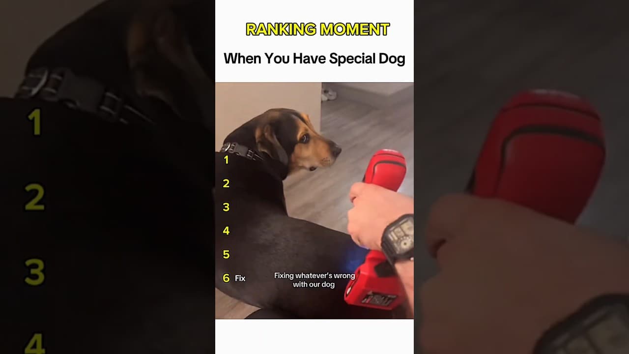 Dogs being idiots part 286 😂| Funny dogs compilation #funnydog #funnypet #cutedog #dog #dogsworld