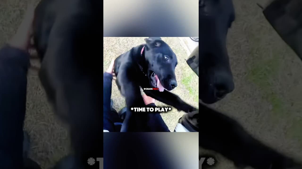 Biker RESCUES Lost Puppy 🐕🥺