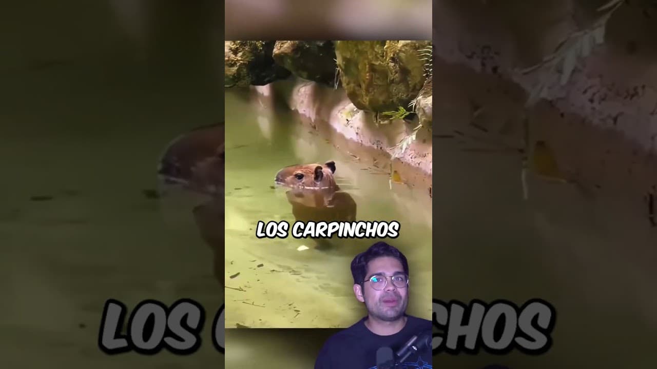 Por qué los cocodrilos no se comen a los capibaras #tonyfranco