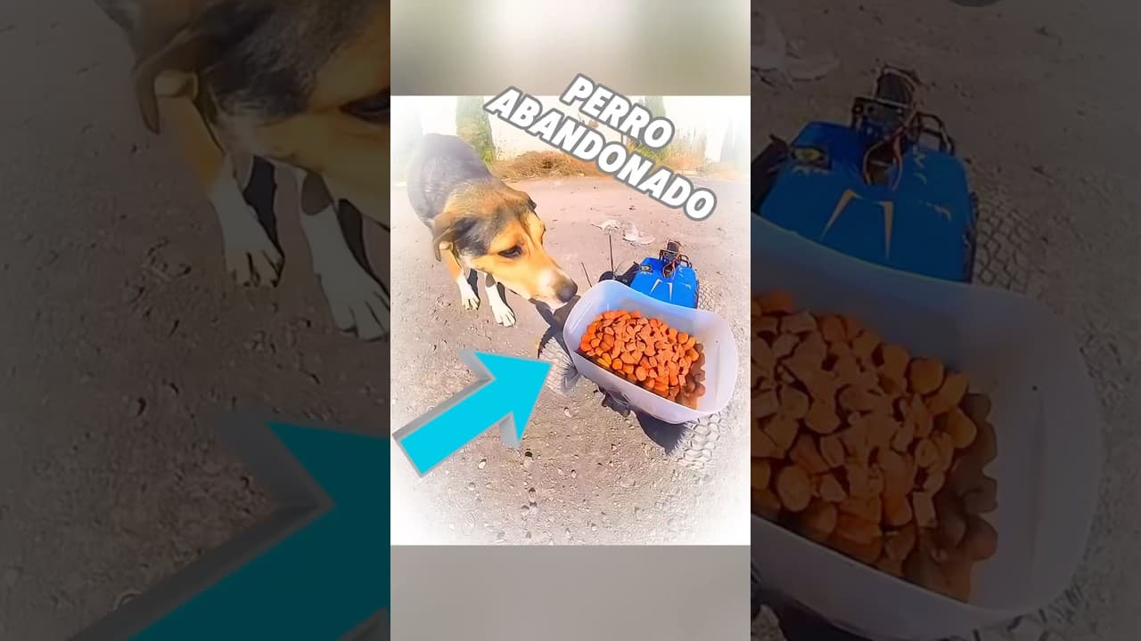 Hombre Usa un Carrito de Juguete para Alimentar Perros Callejeros 🐶🚙 #shorts