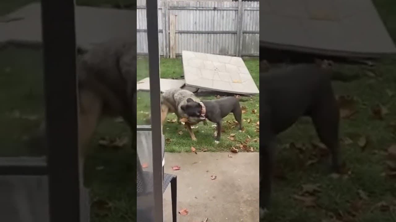 Giant Coyote Smashes Patio Table — Pit Bull Fight! #dog #pitbull #coyote #dog #wildanimals
