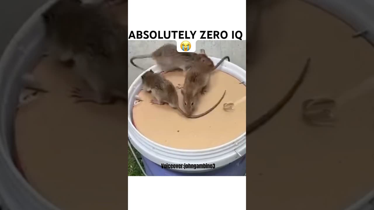 Aint no way no one caught on😂😂😂 #voiceover #comedy #funny #trap #shorts #viral