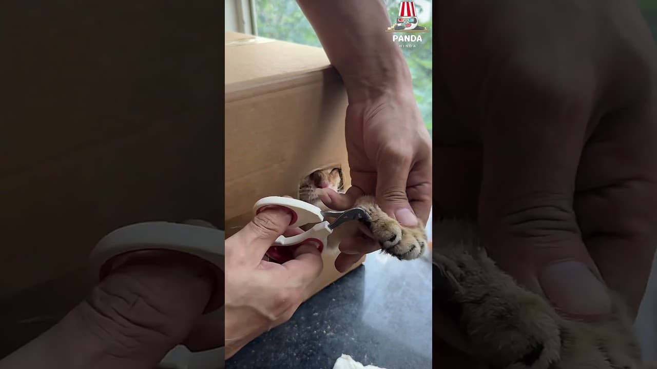 My cat's nails have grown very long, so they are being trimmed carefully.😜😂#cat #pets #funnycats