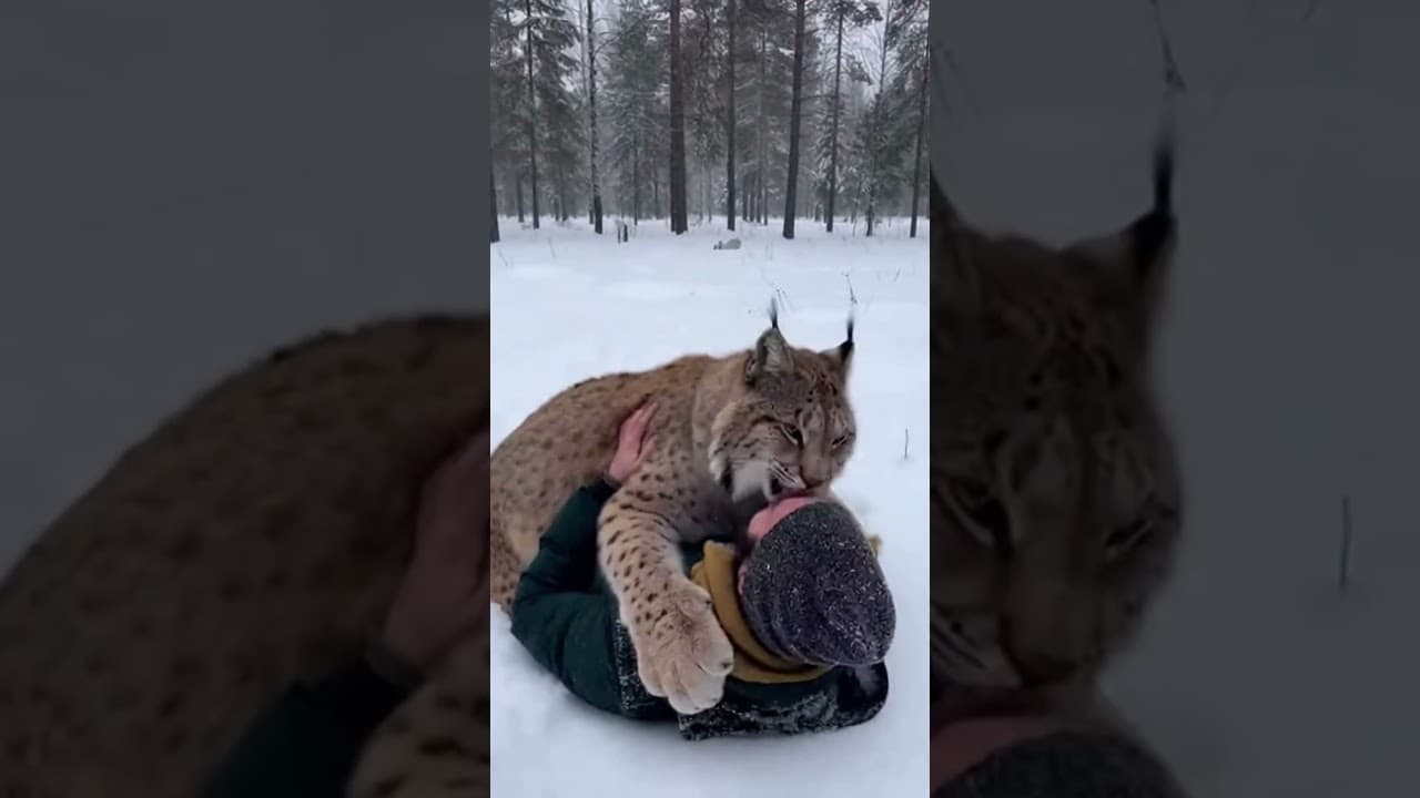 She's Huge, But Still a Baby: Wild Lynx Reunion Hug!