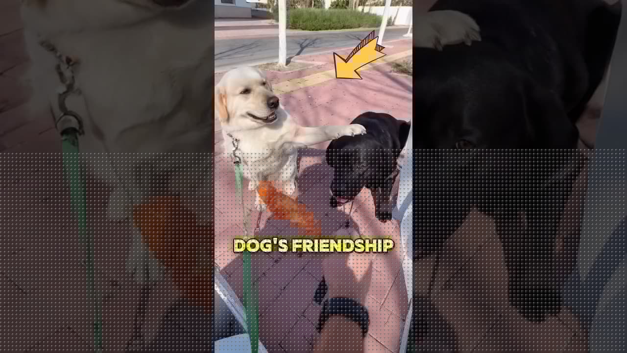These dogs showed us what a true friend is