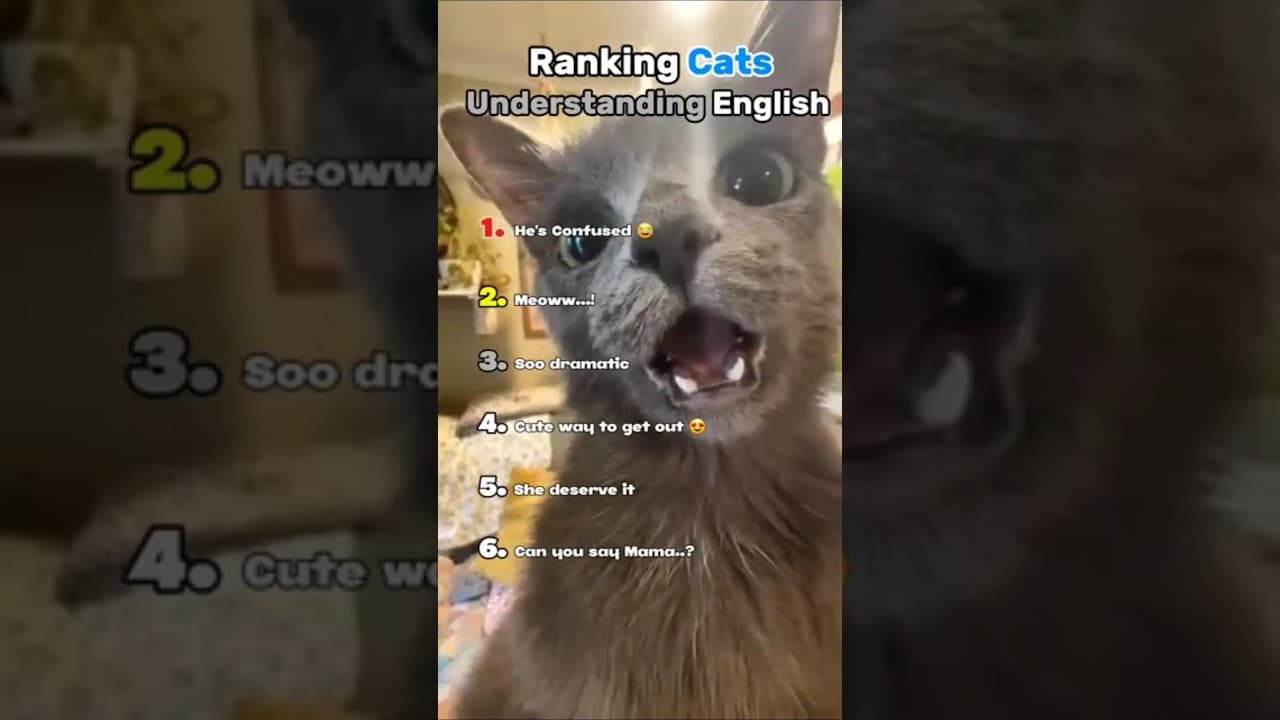 Ranking Cats Understanding English