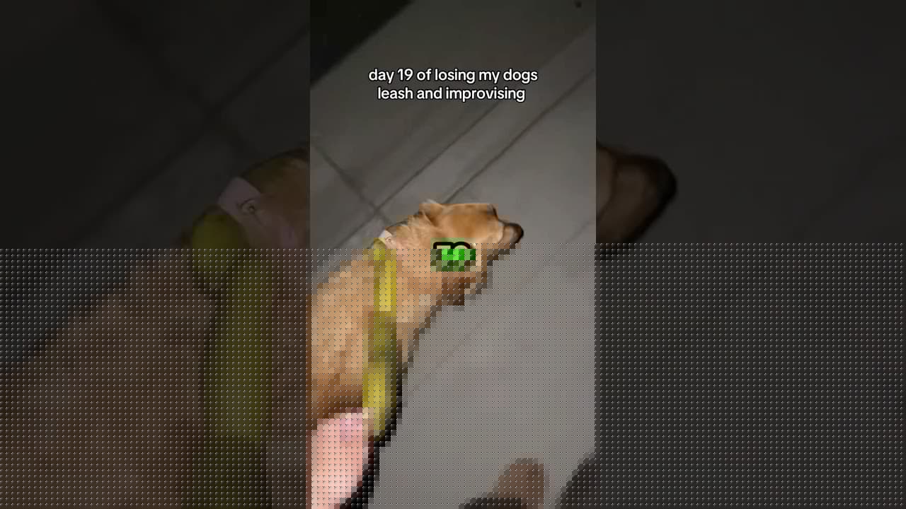 Dog Walks Got Crazier Every Day