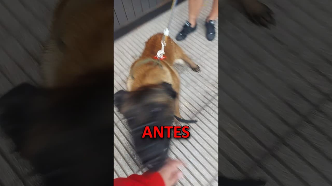 CASO EXTREMO DE AGRESION ❗❗#shorts #perro #malinois