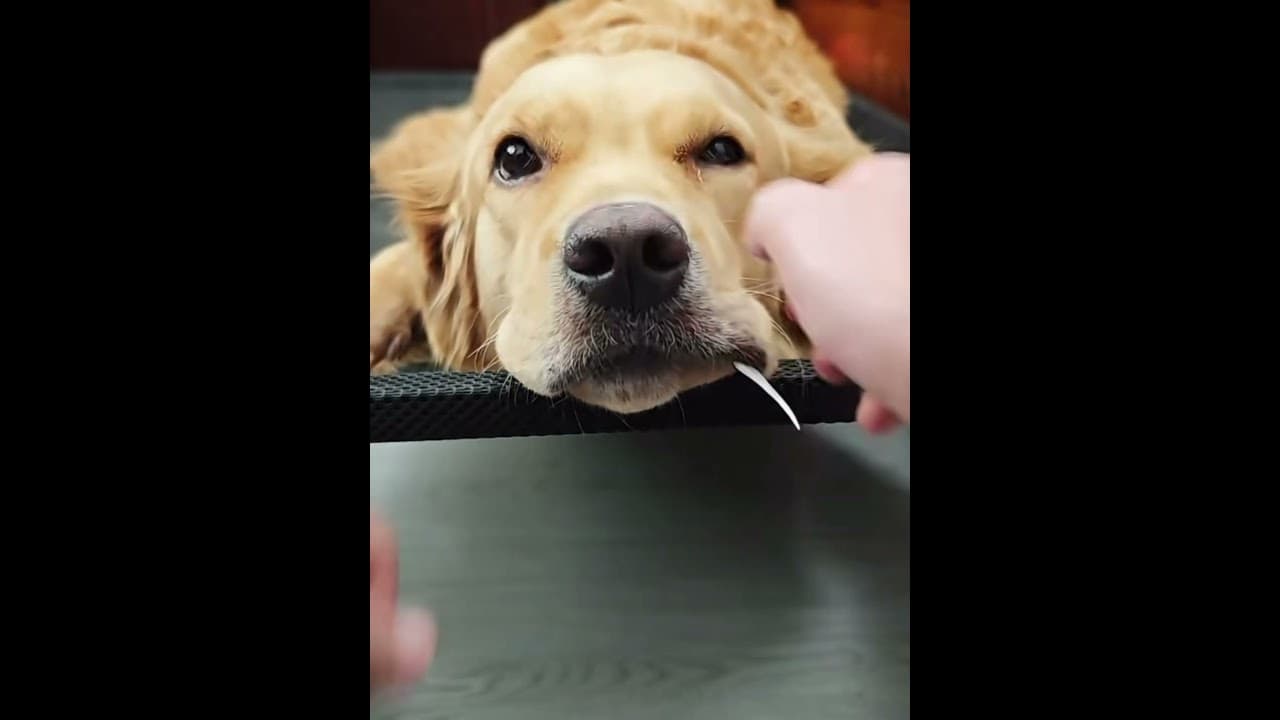 所以狗和海象区别不大～ #china #funny  #amazing #animals #cute