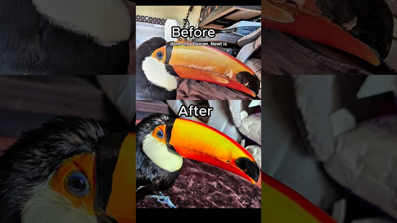 insane & relaxing toucan beak restoration rehab #animals #shorts #birds #asmr #restoration #rescue