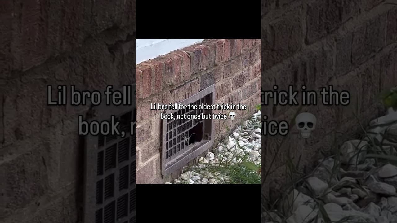 How to Trick a Stray Cat to come to you