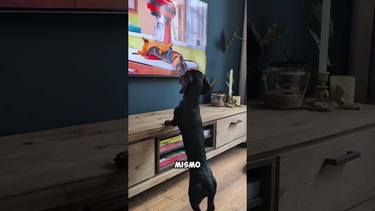 Este perro solo quería un masaje🥺🐶 (@ dutchdachshunddonut / TT)