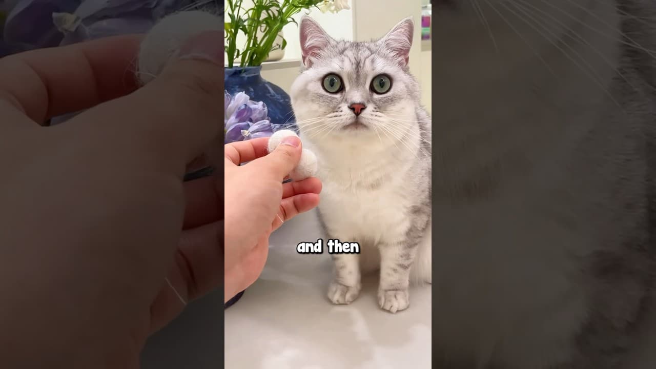 Cat Gets Angry After Surgery 😱😂