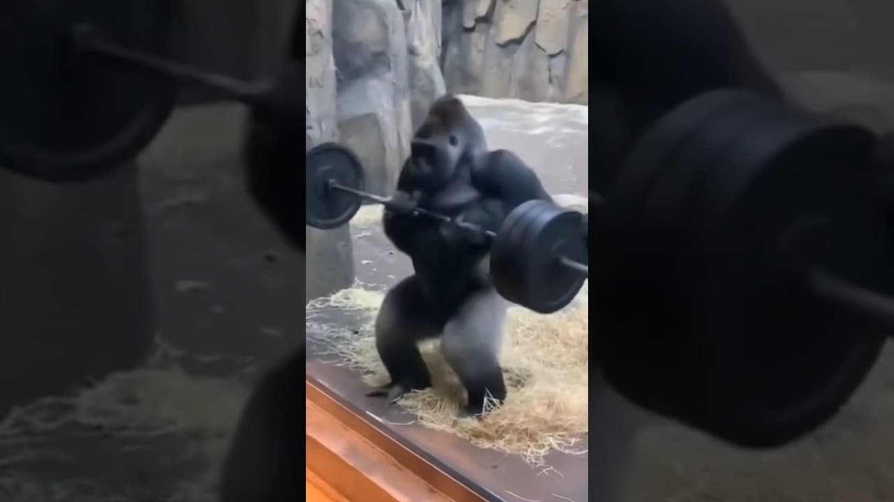 Gorilla starts lifting weights in front of a pro lifter and shocks the whole crowd!