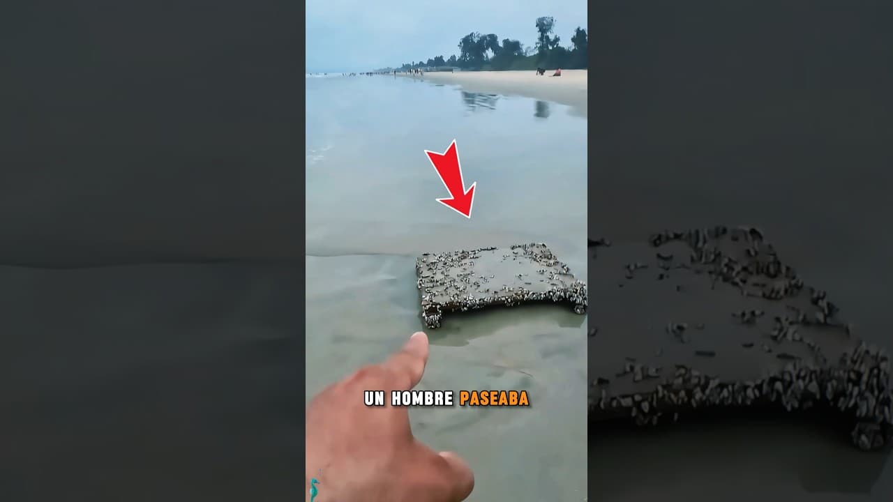 Un caballito de mar moribundo obtiene una segunda vida #healing  #animals #seahorse #amazing #funny