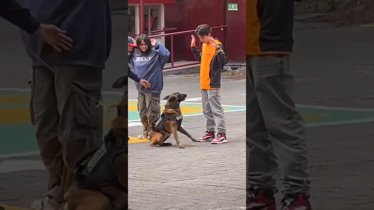 Dogs being idiots part 234: Belgiqn Malinois 🤣🐕 #funnydog #funnypet #cutedog #dog #pets #shorts