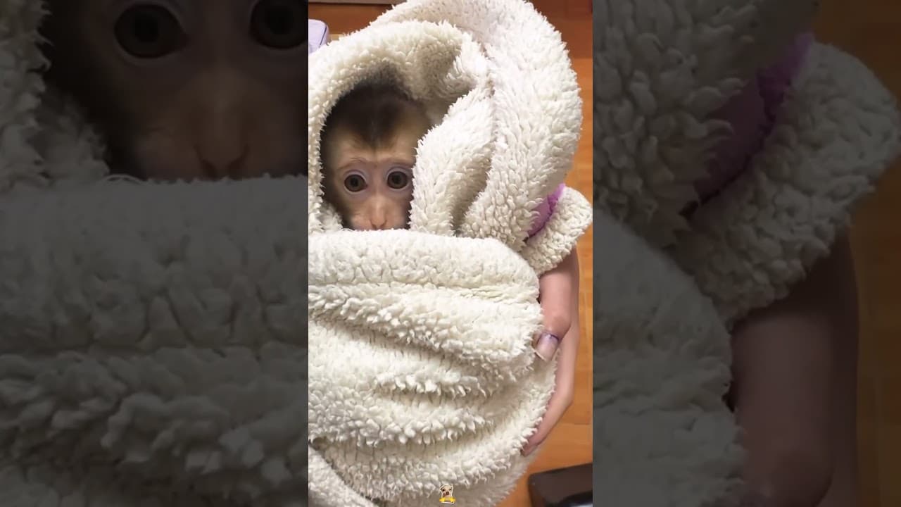 Poor little monkey#foryou#animals #love #pets #monkey