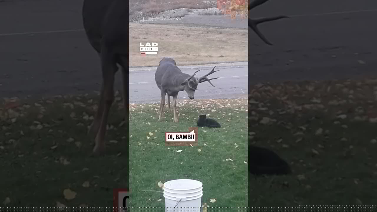 Fearless cat confronts deer 💀 (🎥: ViralHog)