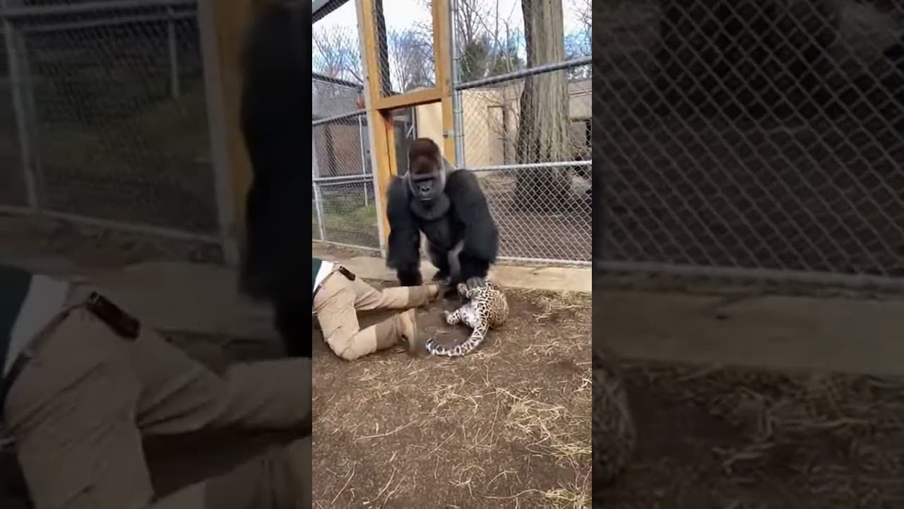 Leopard Runs at Zookeeper — Gorilla Responds Faster Than Anyone Expected | Real Rescue