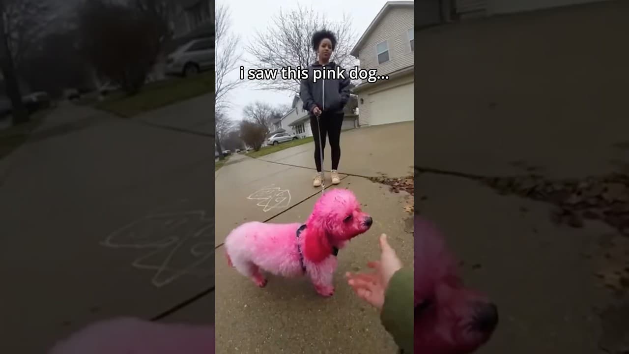 she painted her dog... then this happened