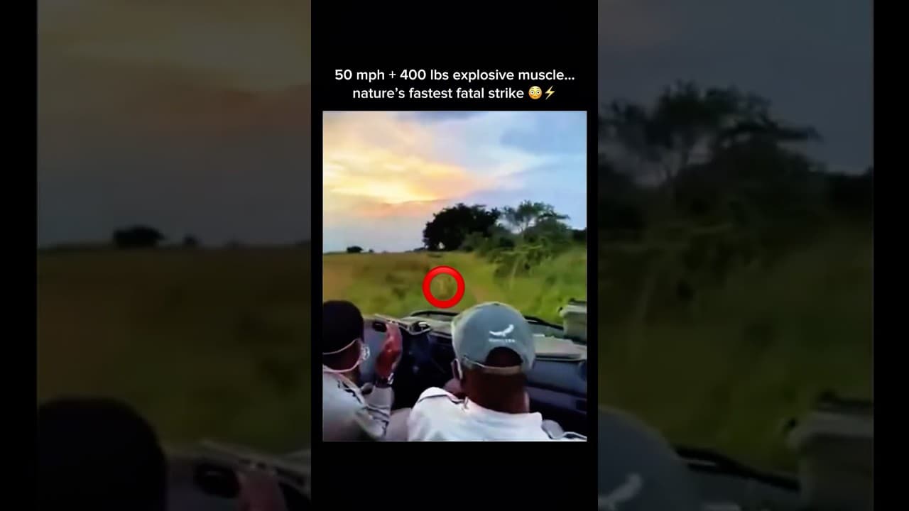 50 mph. 400 lbs. Lioness Strike