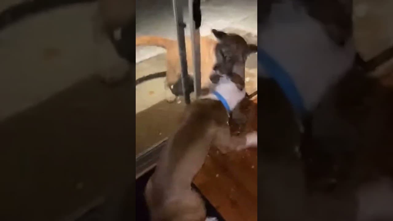 Mountain Lion Shatters Glass — Pit Bull Defends Home! #dog #pitbull #mountainlion #wildanimals