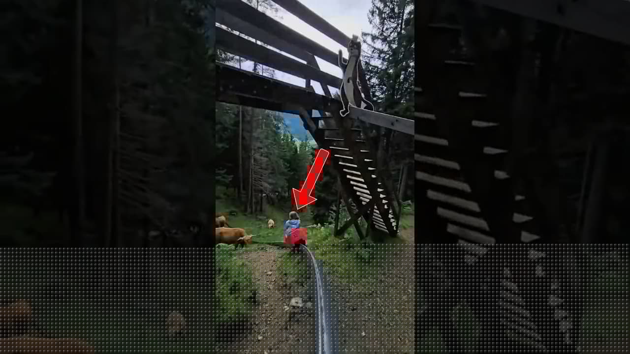 When Cows Get in the Way of the Ride (@jakob.hx)