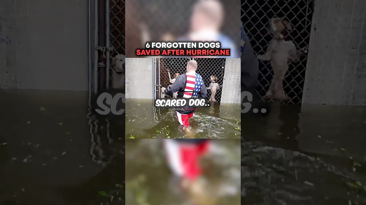 6 Forgotten Dogs SAVED After Hurricane 🥹