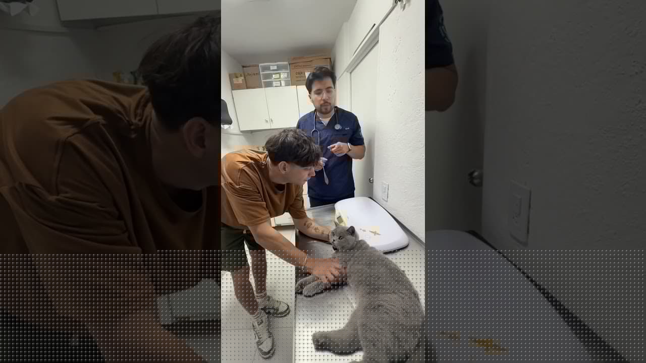 Lu volverá 🐾#shorts #yoloaventuras