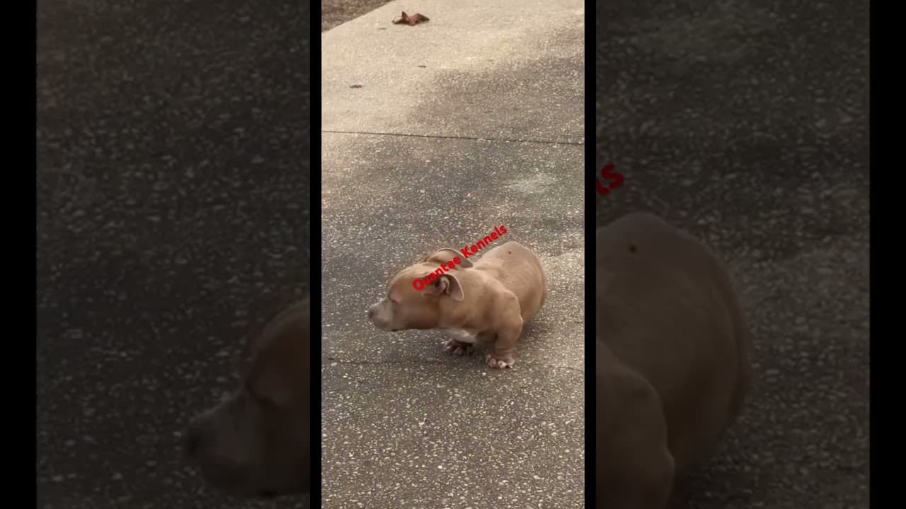 This Is A Bully Mixed With What??