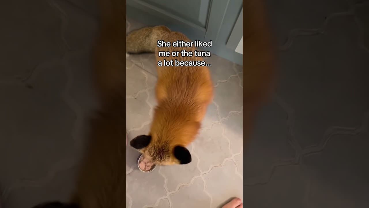 She’s the one who really saved me #wholesome #animals