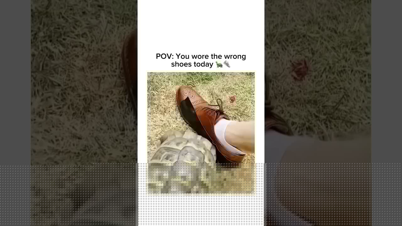 Music & memes – the perfect combo! 🎶 🤣#animalplanet#funnynature #turtles