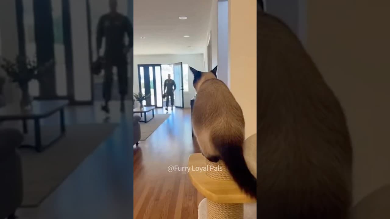 😂 SIREN ALERT! Siamese cat (Mochi) screams for soldier!#cat