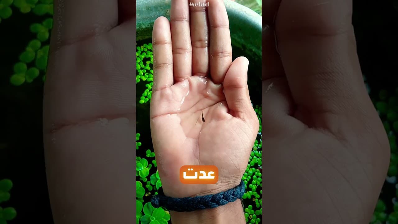 اعتقد أنها سمكة عادية فانبهر بالنهاية! 🐟🤯