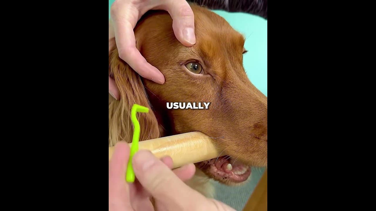 Dog Lets Owner Remove Huge Tick Without Moving! 🐶 #shorts