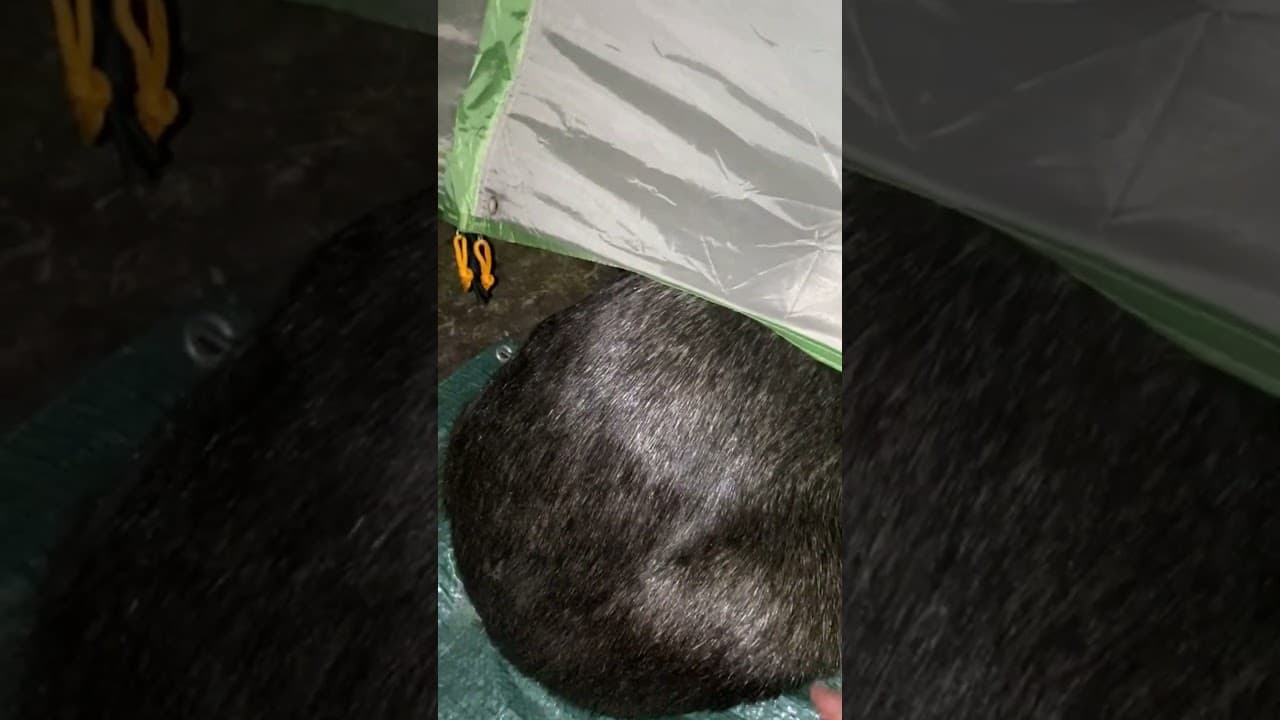 What would you do in this situation? 🐻 #wildlife #camping #shorts #viral