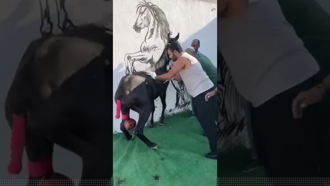 عملية جراحية للمهرة شفاء